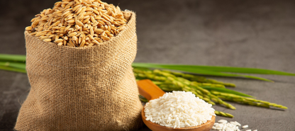 কৃষিকাজের ভবিষ্যৎ: ক্রমবর্ধমান বিশ্বের জন্য টেকসই ধান চাষ